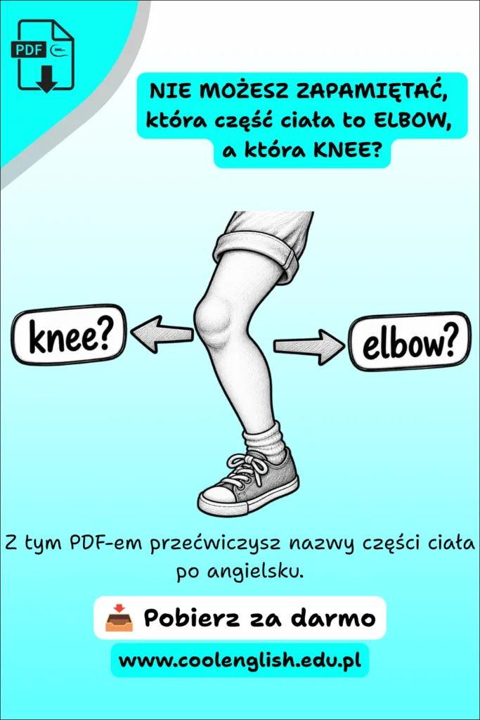 Noga z zaznaczonym kolanem między strzałkami z napisami „knee?” i „elbow?” na grafice promującej darmowy PDF o częściach ciała po angielsku