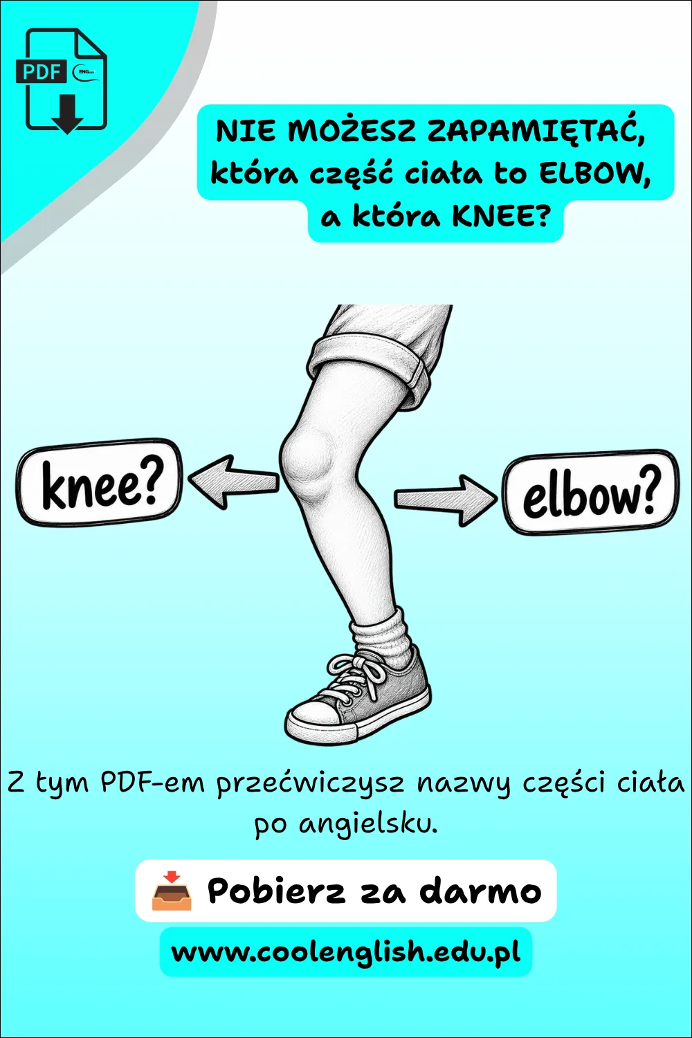 Noga z zaznaczonym kolanem między strzałkami z napisami „knee?” i „elbow?” na grafice promującej darmowy PDF o częściach ciała po angielsku